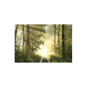 Wandbild "Wald" PHT05C