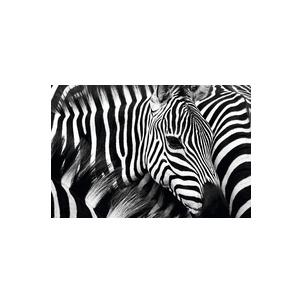 Wandbild "Zebra" PHT06C